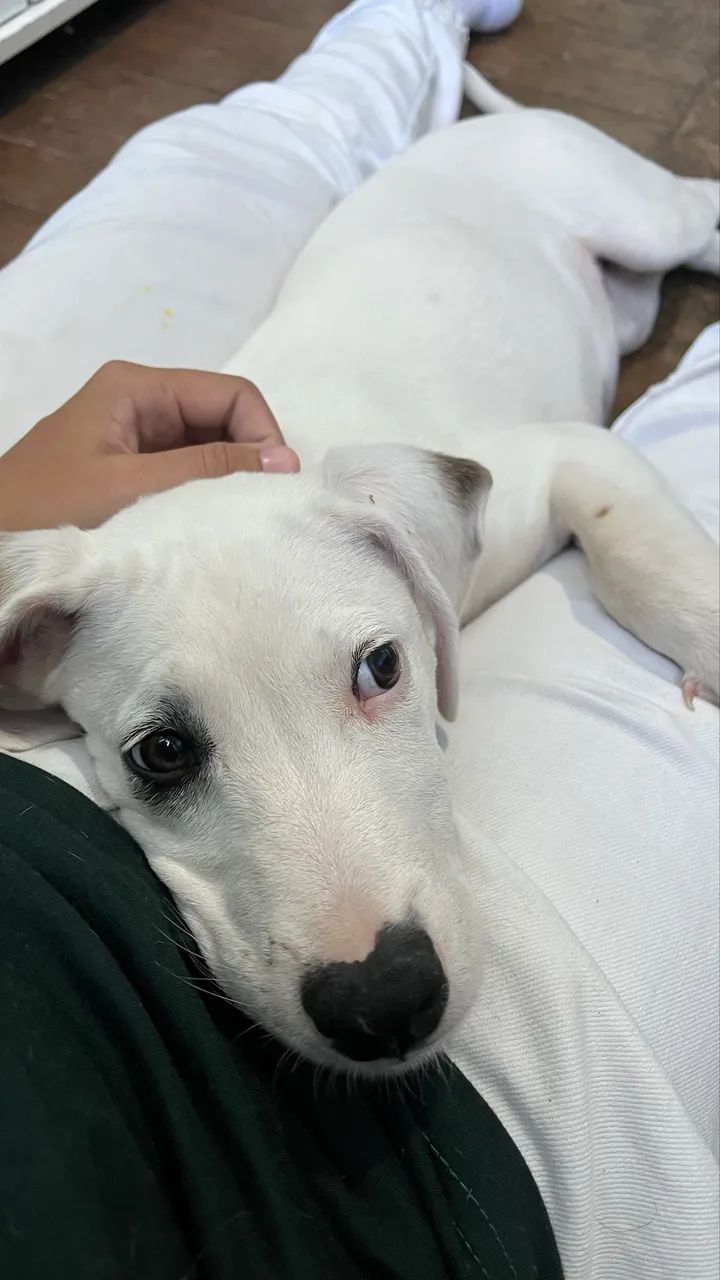 Doa cachorro 5 meses - Foto 5