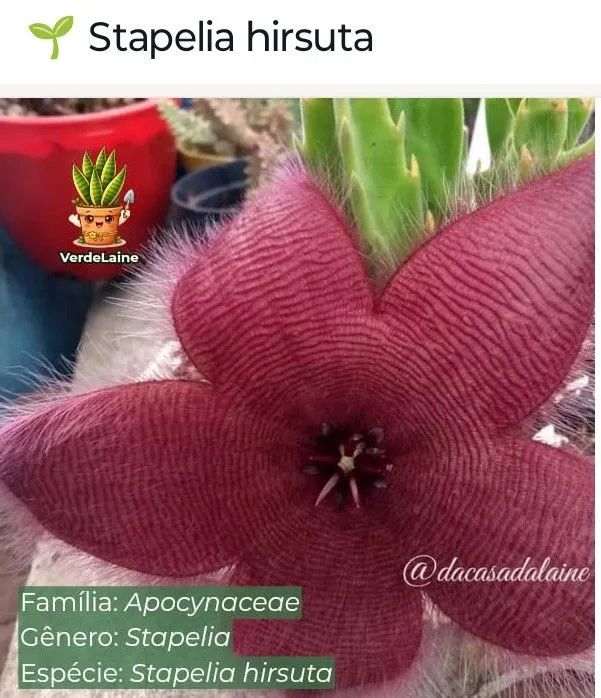 Suculentas variadas em Uberlândia 