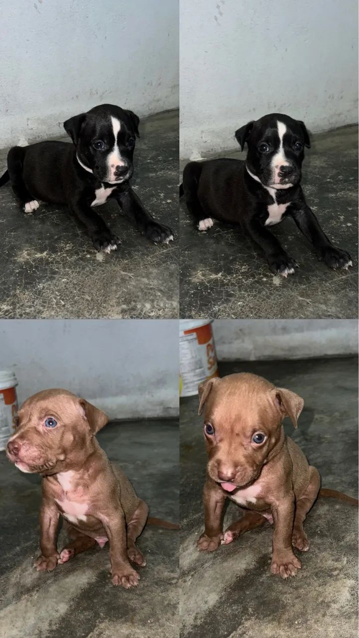 Pitbull  - Foto 4