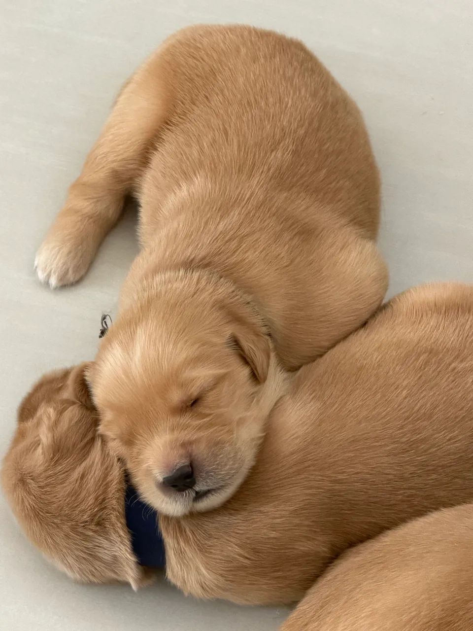 Golden Retriever - Foto 2