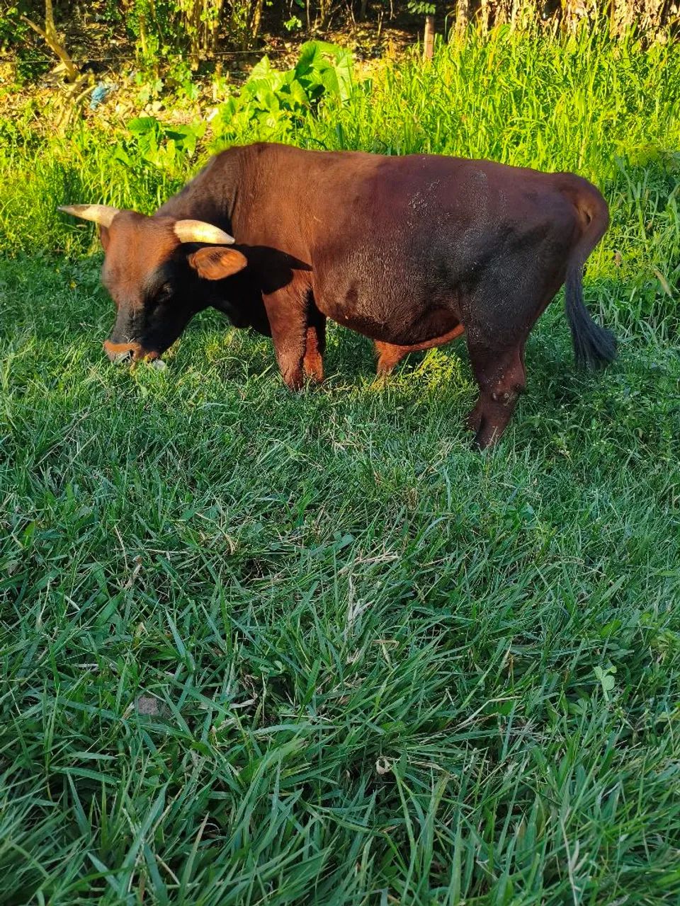 Mini boi - Foto 2