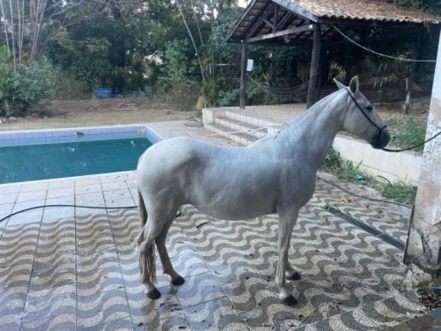 Animal 