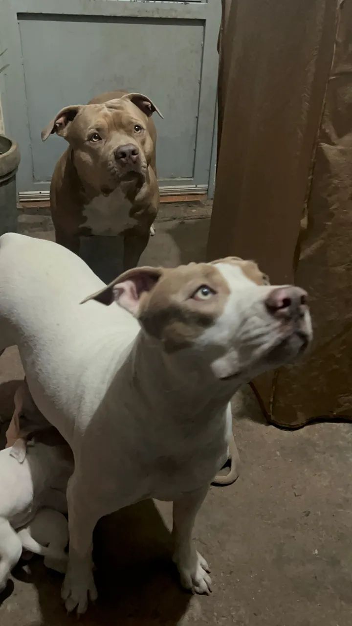Cachorros pitbulls 