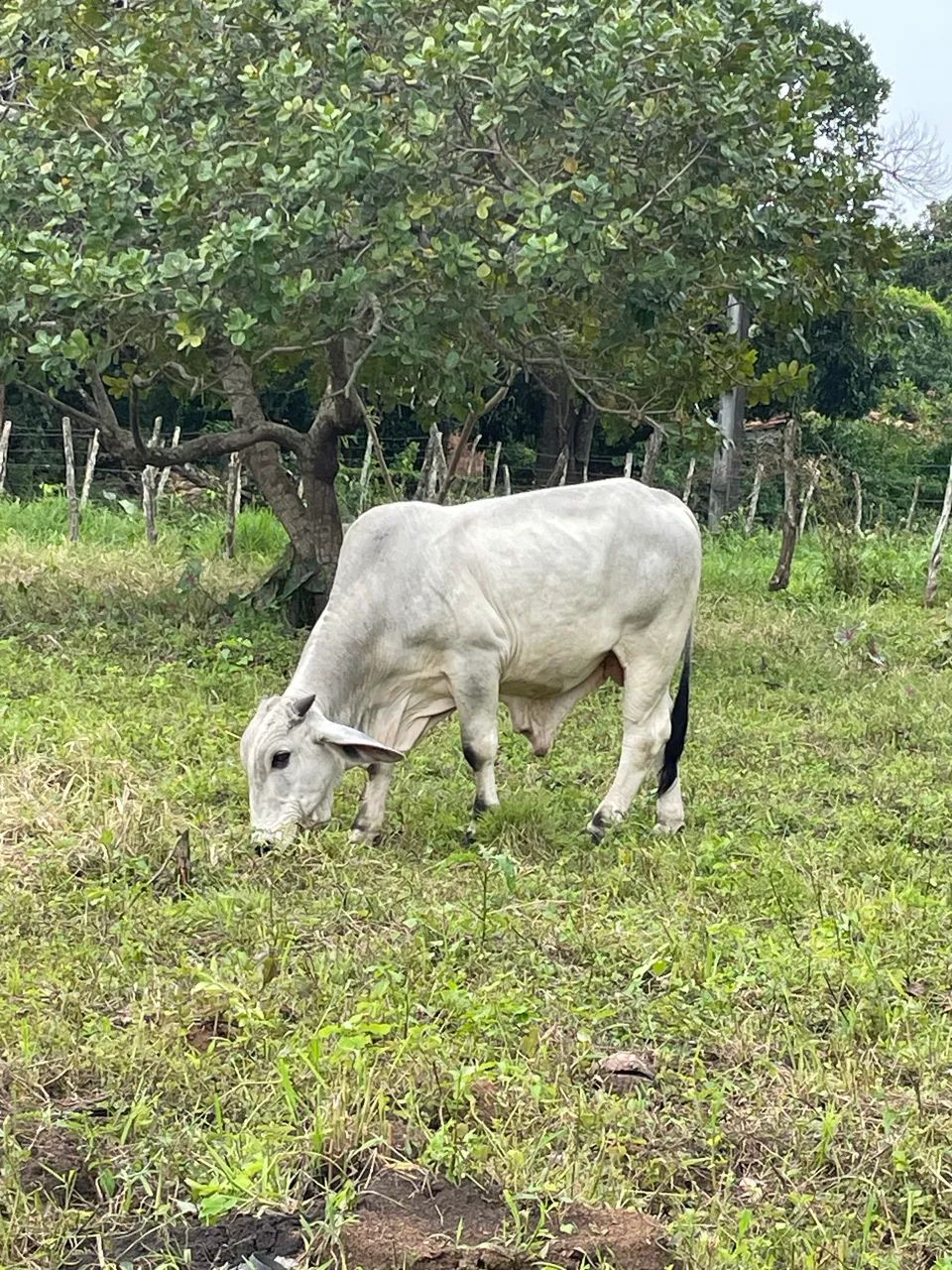 Bezerro  - Foto 2