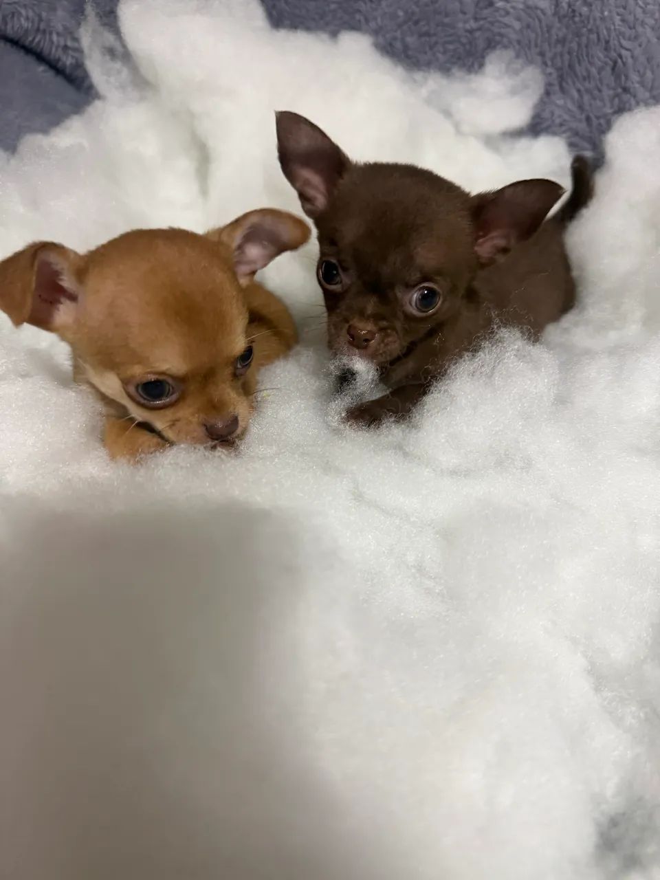 Chihuahua 