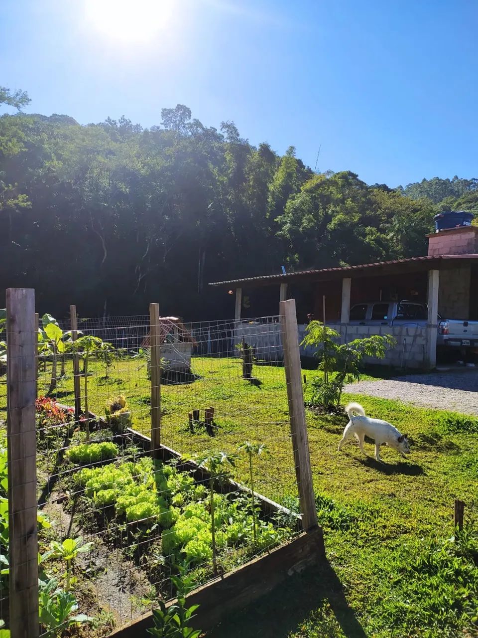 SÍTIO À VENDA EM TRÊS RIACHOS - BIGUAÇU - SC - Foto 5