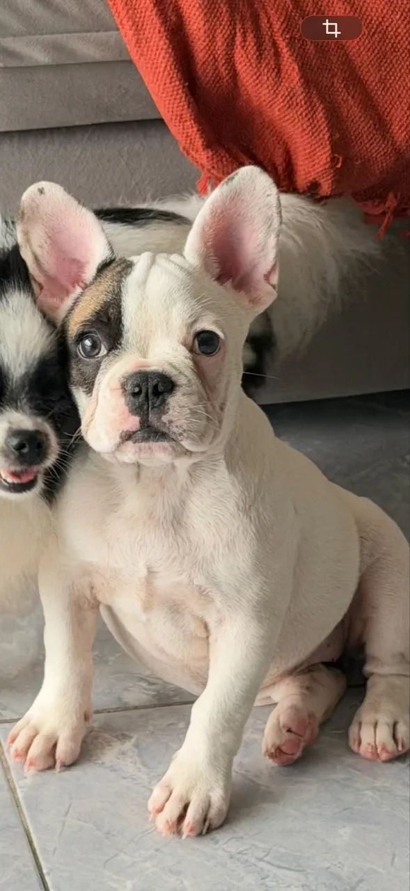 BULDOGUE FRANCÊS 