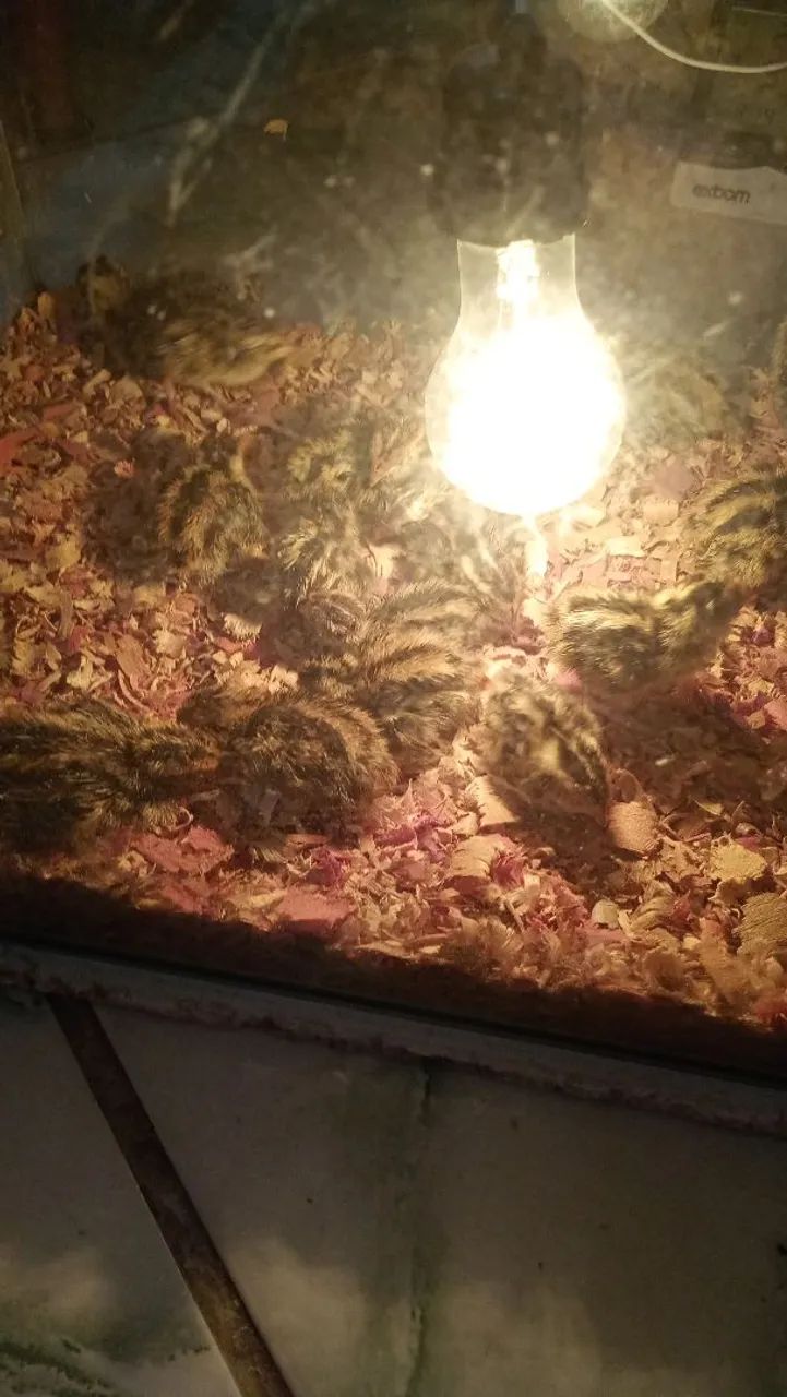 Codornas  - Foto 4