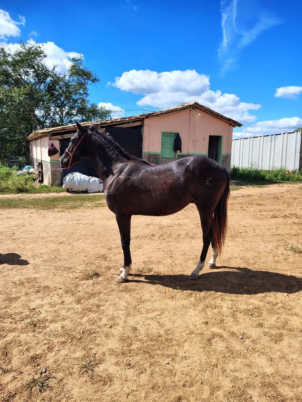Potro quarto de milha - Foto 3