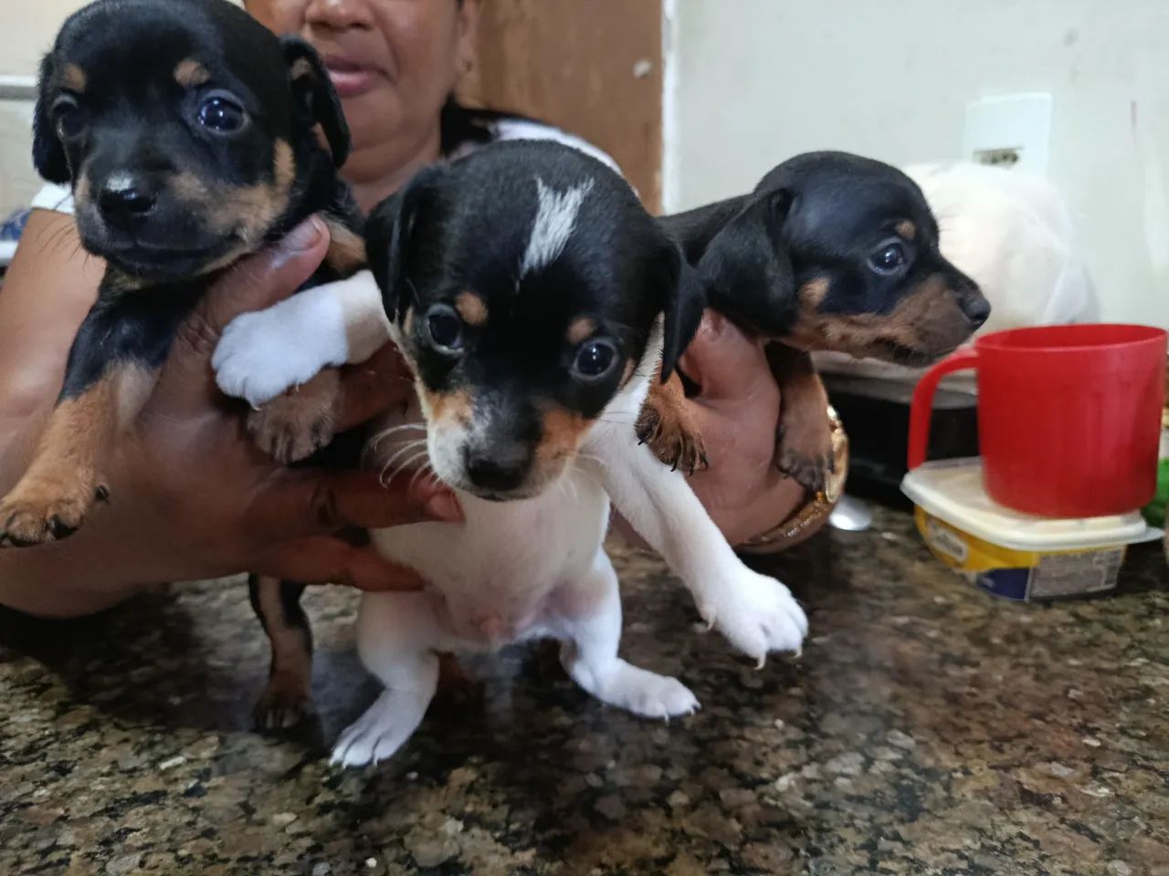 VENDO PINSCHER N2 ORIGINAL 