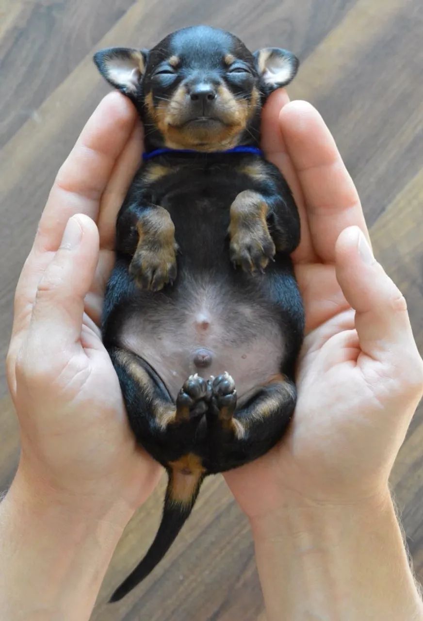 Pinscher zero 