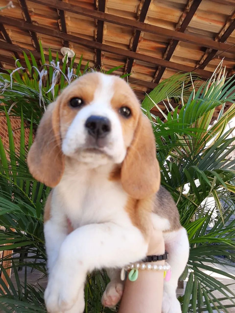 Beagle Tricolor / Bicolor Filhotes 13 polegadas com Pedigree - Foto 3