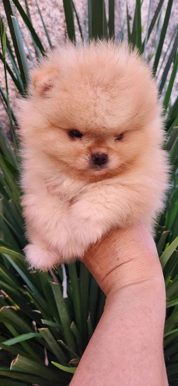 Lulu pomerania.  - Foto 4