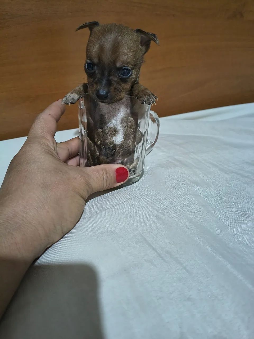 Pinscher 