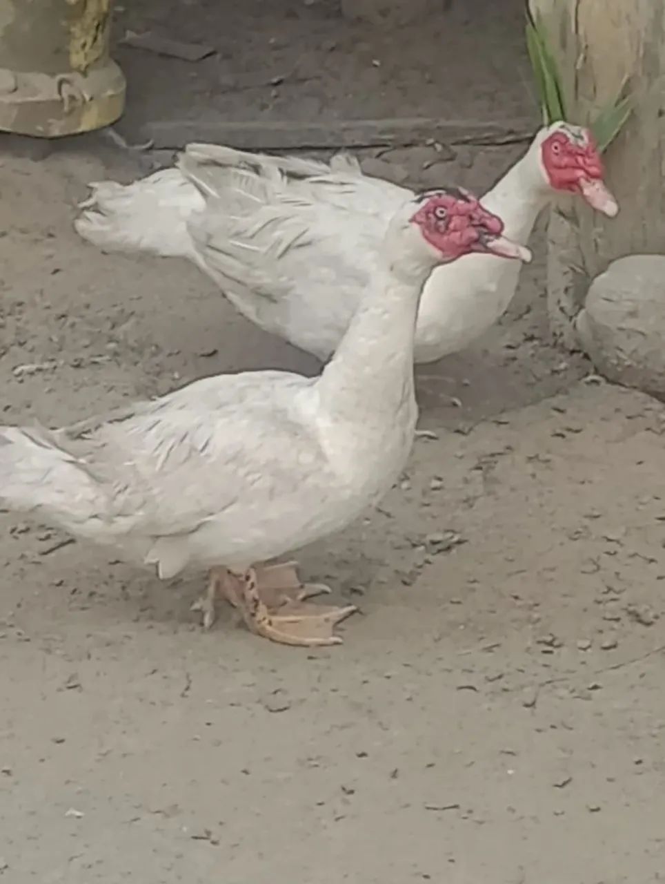 Agrícola 
