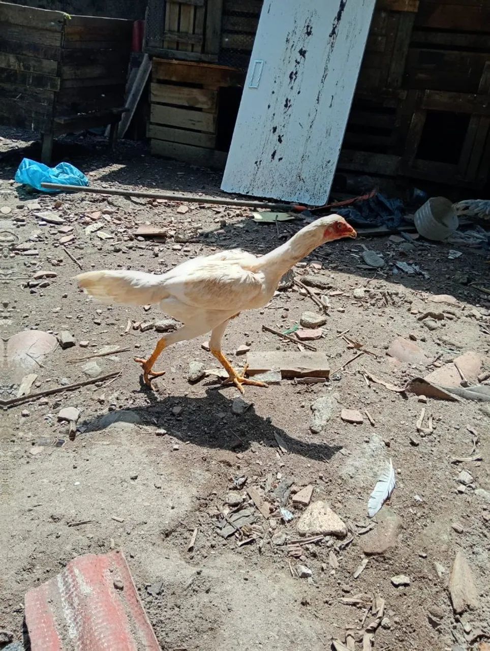 Galos e galinhas - Foto 2