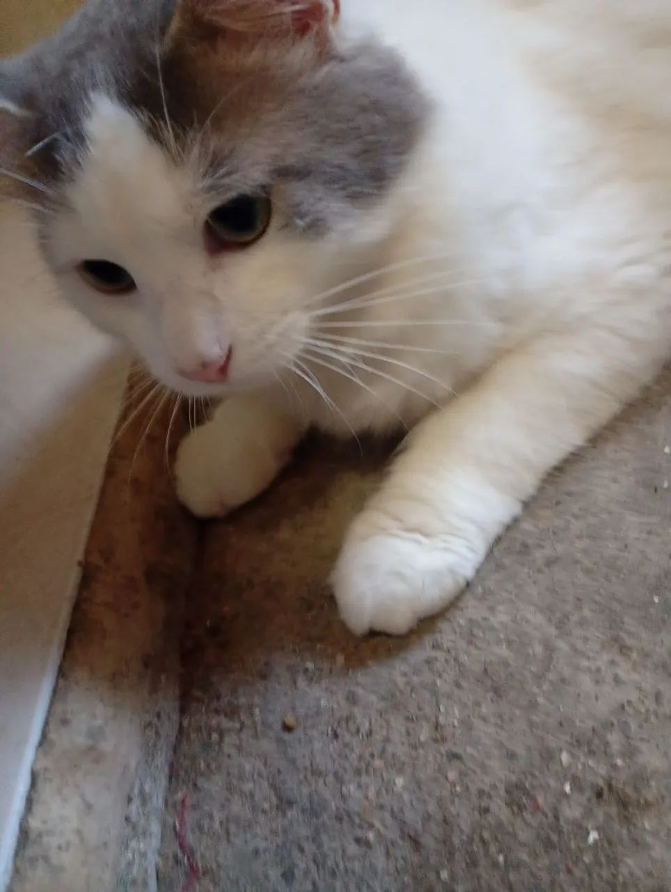 Gato macho - Foto 2