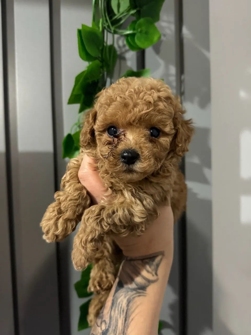 Poodle Toy red macho  