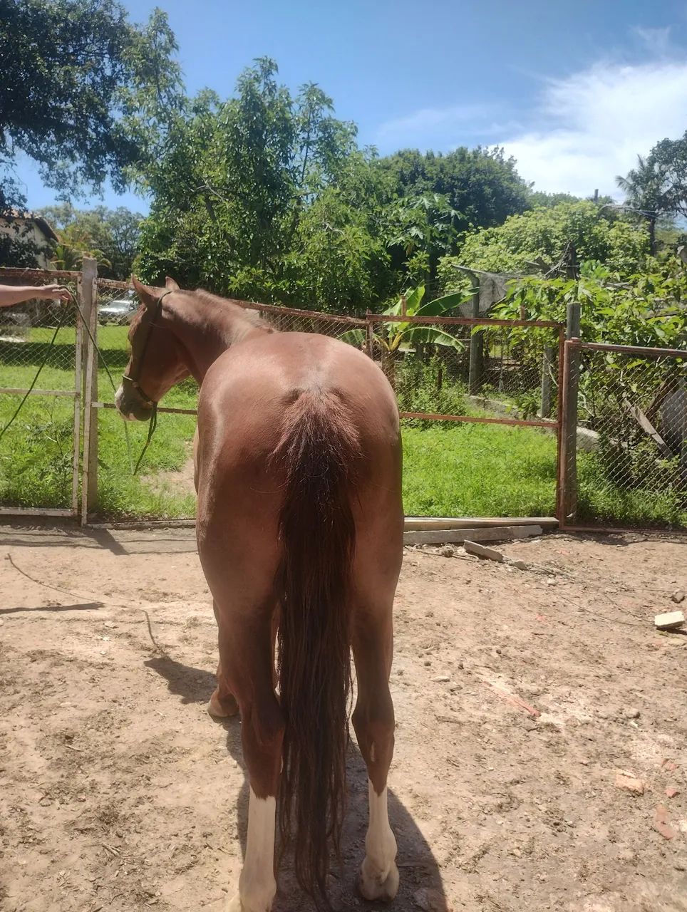 Vendo cavalo de marcha picada  - Foto 4