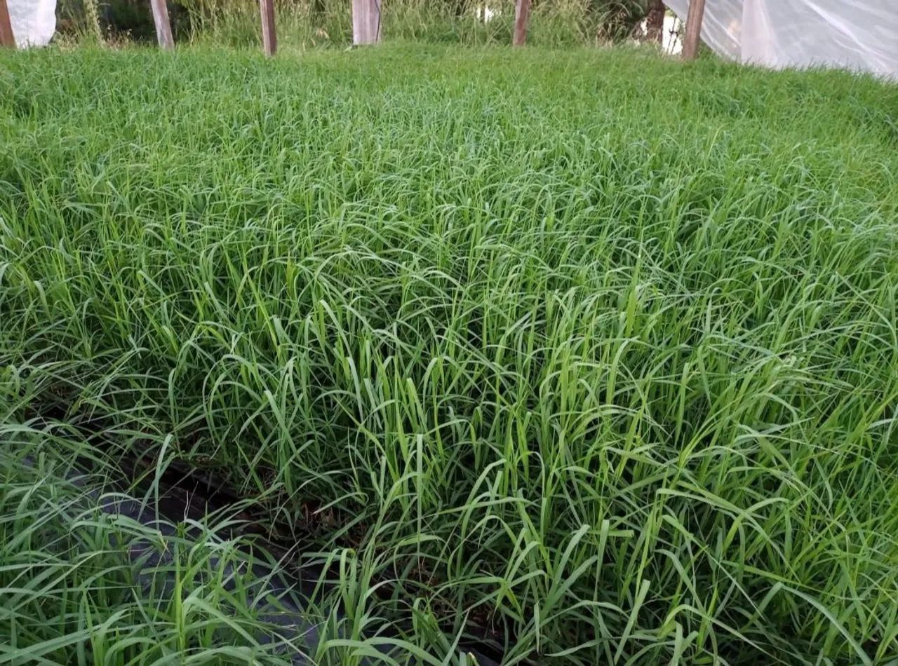 30 Mudas De Tifton 85 Original Enraizada - Foto 3