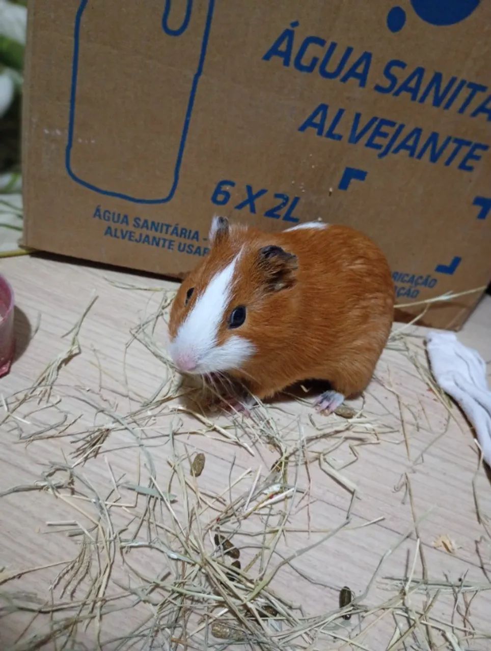 Porquinho da índia  - Foto 5