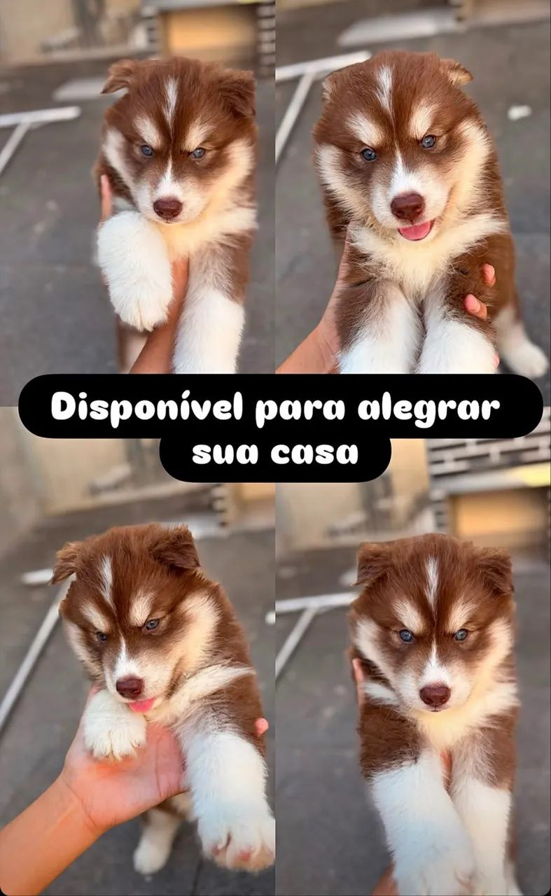 Husky Siberiano - Foto 3