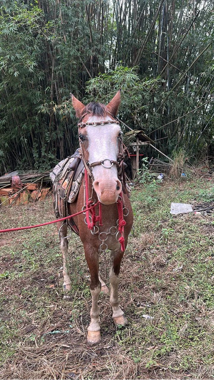 Cavalo marchador a venda  - Foto 6