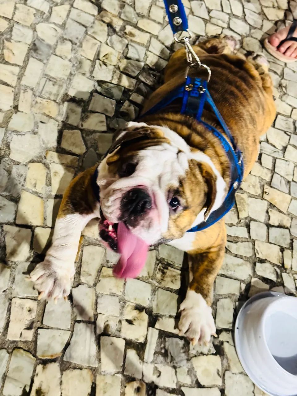 Cachorro - Foto 2