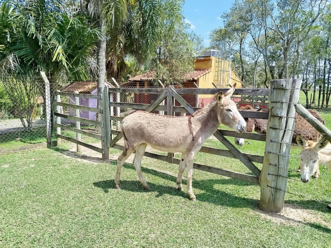 Jumento pega - Foto 5