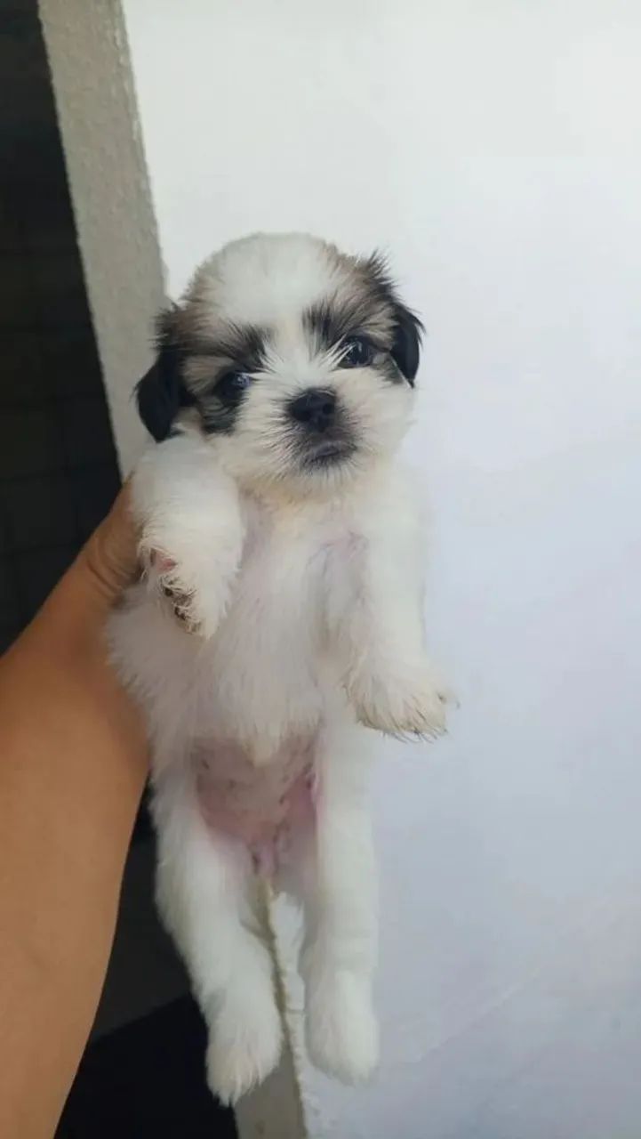 Doação responsável Cachorro shih tzu
