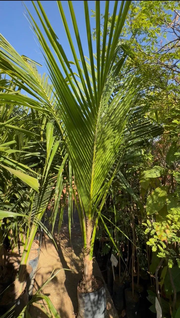 Muda de Coco Anão 2m 