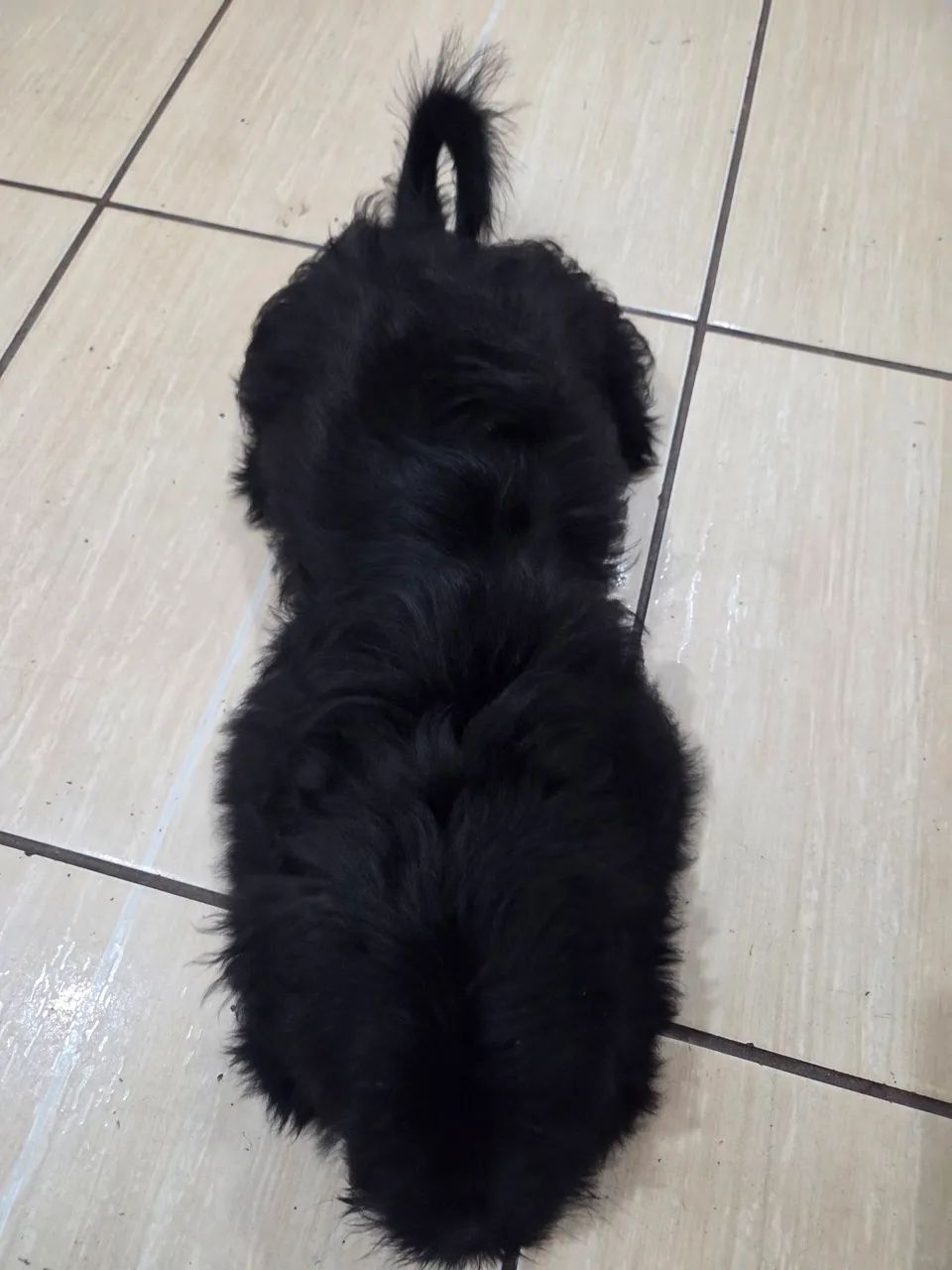 Shitzu preto macho 2 meses - Foto 3