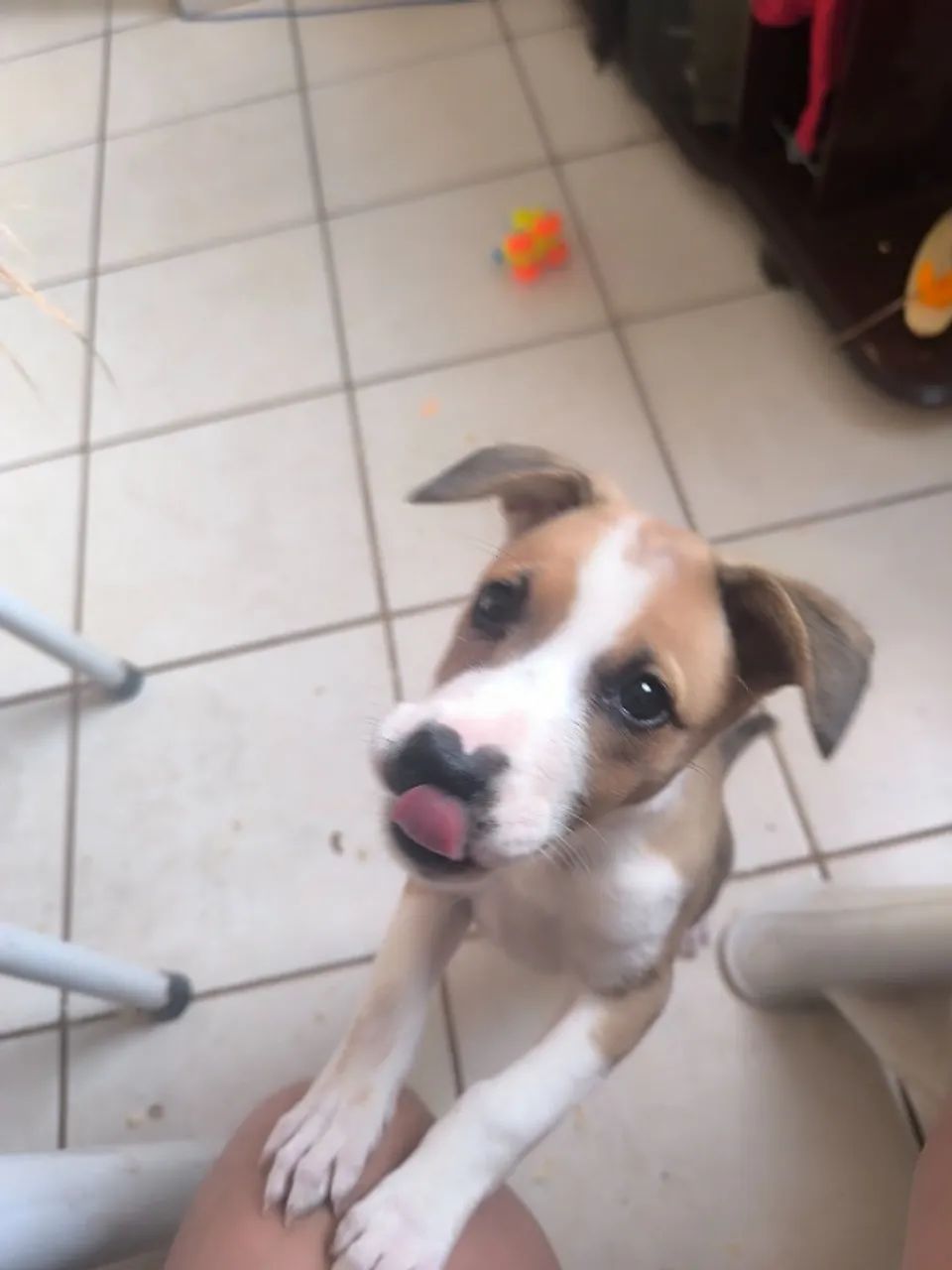 Cachorrinha - Foto 3