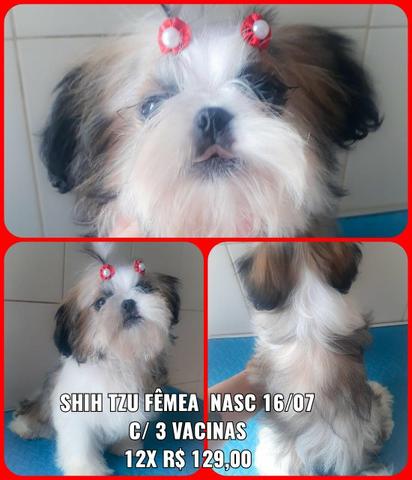 Shih Tzu micro 12x 129