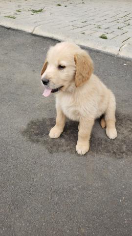 Vendo Golden Retriever PRONTA ENTREGA - ""ULTIMO"" - Foto 4