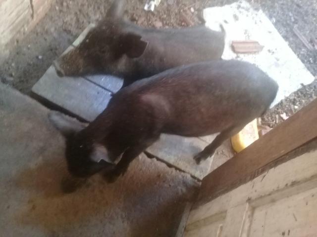 Vendo os dois porco 8 kg pra 10 kg