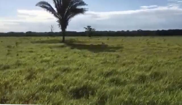 Fazenda em Santo Antônio do Leverger 9.880 hectares - Foto 7