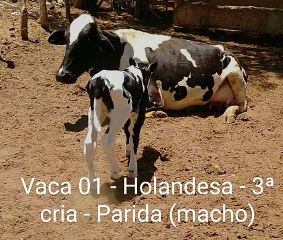 2 vacas paridas - Foto 5