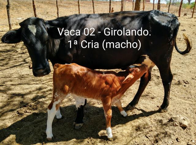 2 vacas paridas - Foto 2