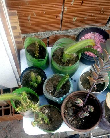 40 cactos e suculentas por $100