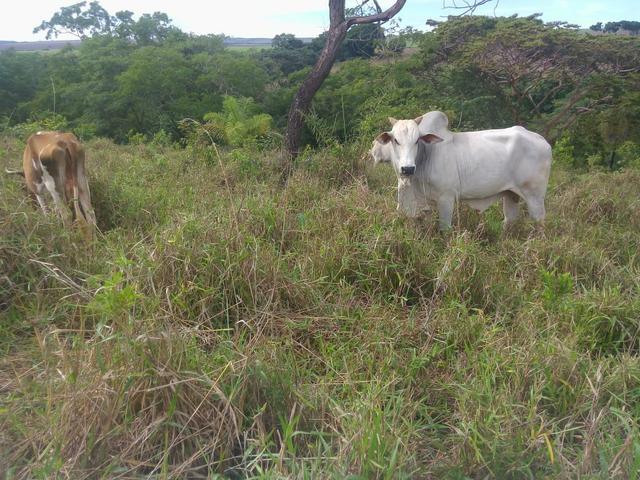 Vende-se uma chácara na região do PADF 18 HECTARES - Foto 13