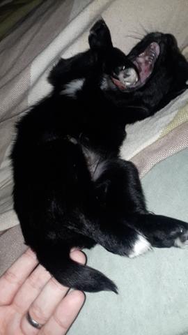 Cachorro poodle com maltês macho