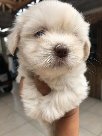 Lindos Filhotes Fêmeas Lhasa Apso Purissimas