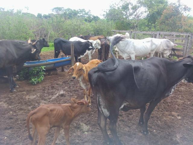Vende-se uma chácara na região do PADF 18 HECTARES - Foto 14