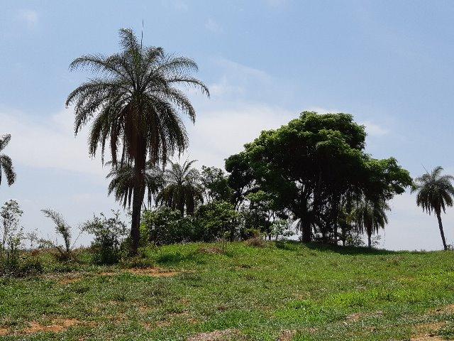 Fazendinha 20.000m2 | Maravilhosa | Com Lagoa E Espaço Gourmet | AGT - Foto 6