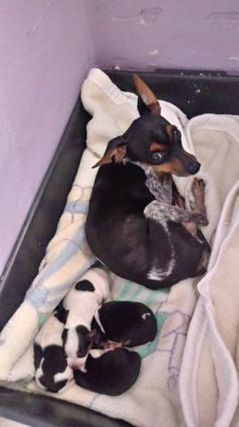 Filhotes de Pinscher - Foto 2