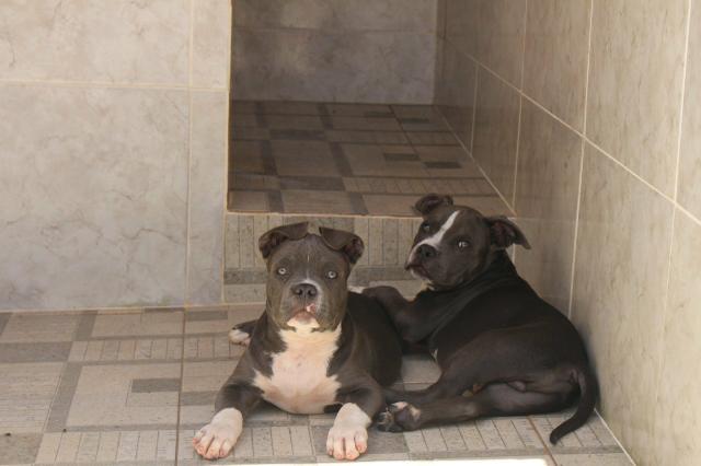 Filhotes de American Bully, linhagem Razors e ótimo fenótipo - Foto 3