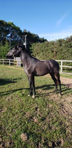Cavalo filho do Rajy Elfar controlado - Foto 2