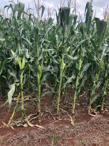 Arrendo Sitio 25 Hectares no Noroeste Pr