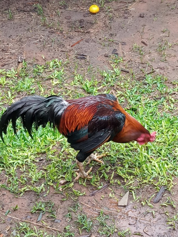 Vende-se galo Índio - Foto 4